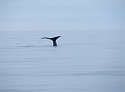 90 Diving Whale 4